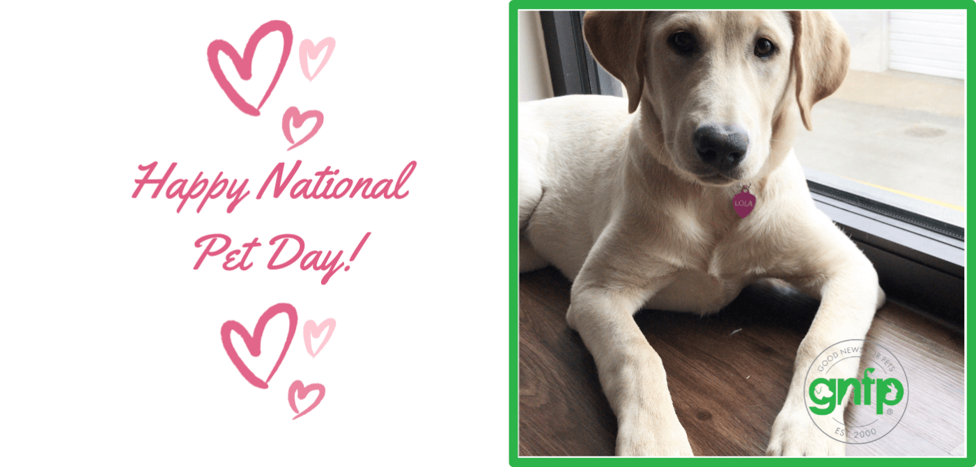 Happy National Pet Day Goodnewsforpets