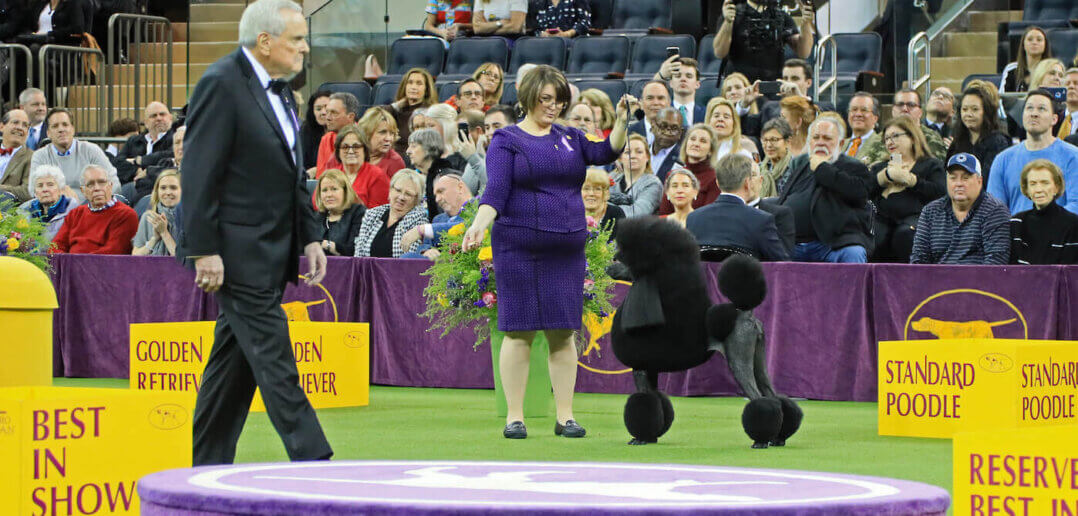 Westminster Kennel Club Dog Show Returns to Madison Square Garden February 8, 10-12, 2025