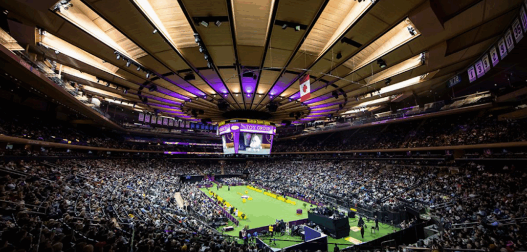 Westminster Kennel Club Announces 150th Anniversary Show Feb 2-3 at Madison Square Garden